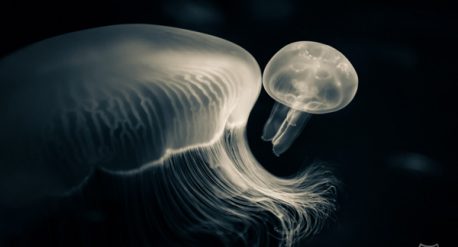 Moon jellyfish