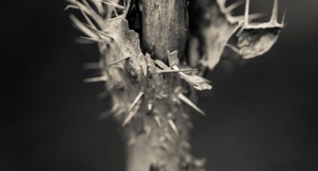 Close up of a thorny stalk of Devil's Club