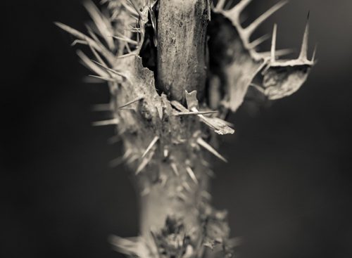 Close up of a thorny stalk of Devil's Club