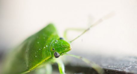 Green stink bug (Chinavia hilaris) on a windowsill