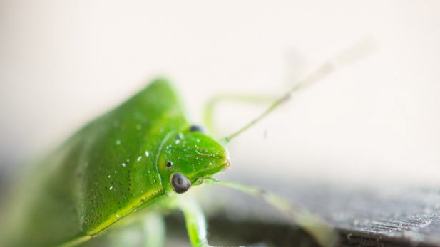 Green stink bug (Chinavia hilaris) on a windowsill